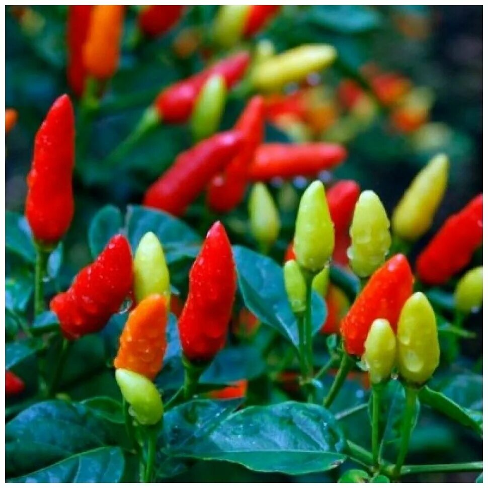 Перец острый чили семена. Острый чили. Острый перец чили семена. Thai pepper перец. Перец царица седек.