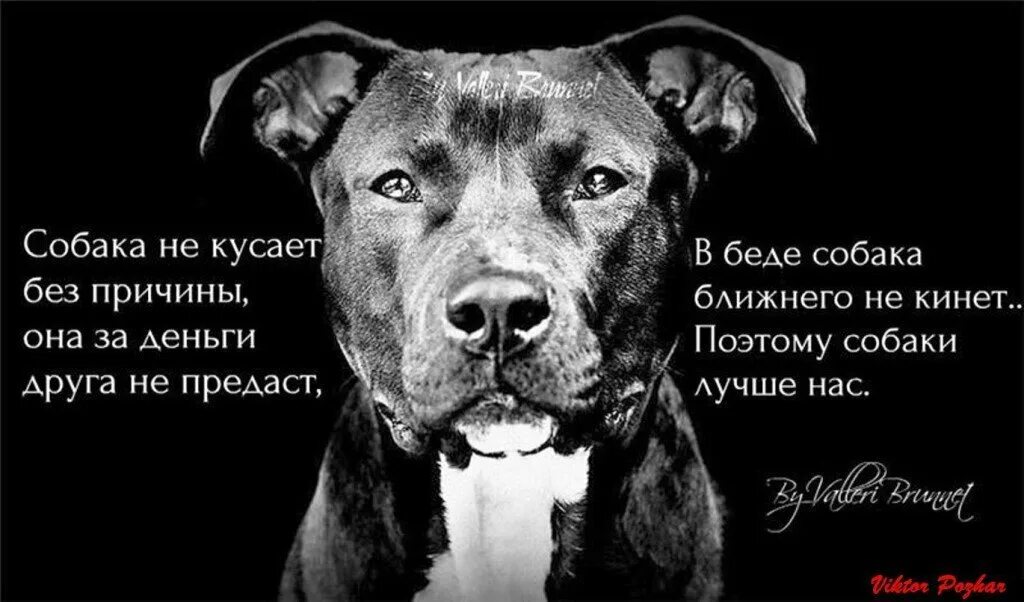 Красивые цитаты о собаках и людях. Учитесь люди у собак стих. Предатель мужчина картинки. Цитаты про предательство друзей. Собака и человек цитаты.
