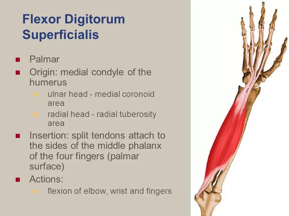 M extensor digitorum. М flexor digitorum superficialis. musculus digitorum superficialis. musculus flexor digitorum superficialis. поверхностный сгибатель пальцев m. flexor digitorum superficialis.