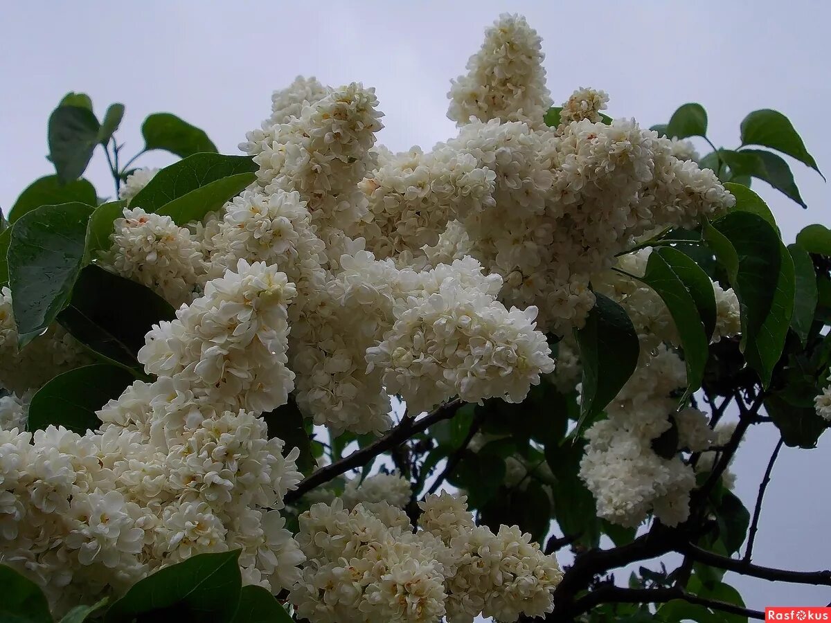 Цветущая белая сирень. Сирень владимир архангельский. Белая сирень. Белая сирень нам машет словно птица. Сирень метельчатая белая.