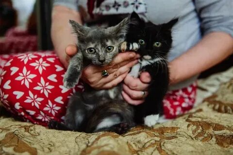 Котята в добрые руки в иванове