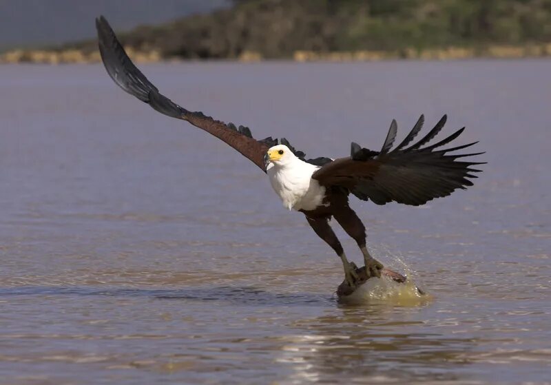 Орел ловит рыбу. Орлан Крикун. Африканский Орлан Крикун. Мадагаскарский Орлан Крикун. Птица Орлан Крикун.