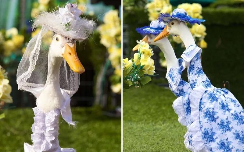 Goose моды. утка в платье. показ мод для уток. показ мод гусей. наряд птицы.