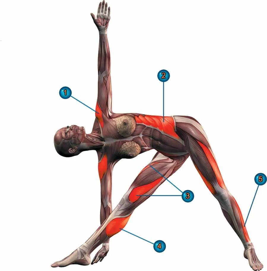 Динамическая нагрузка мышц. Анатомия йоги Триконасана. Уттхита Триконасана. Анатомия йоги Уттхита Триконасана. Уттхита Триконасана (поза вытянутого треугольника).