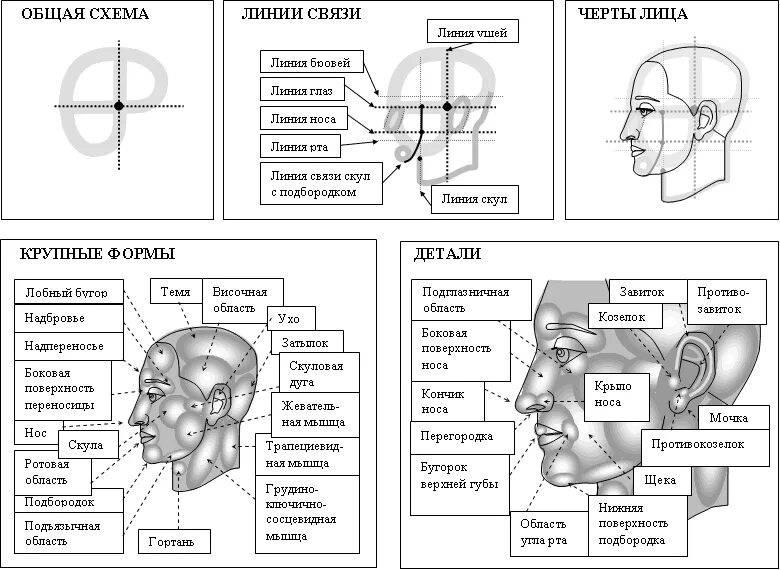 Виски орган человека. Строение внутренних органов головы. Внутреннее строение головы человека схема. Из чего состоит голова человека в анатомии. Наружное строение головы человека.