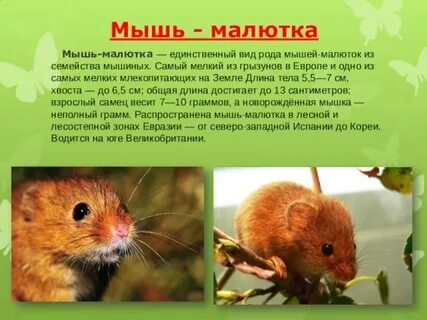 Мышь 3 класс
