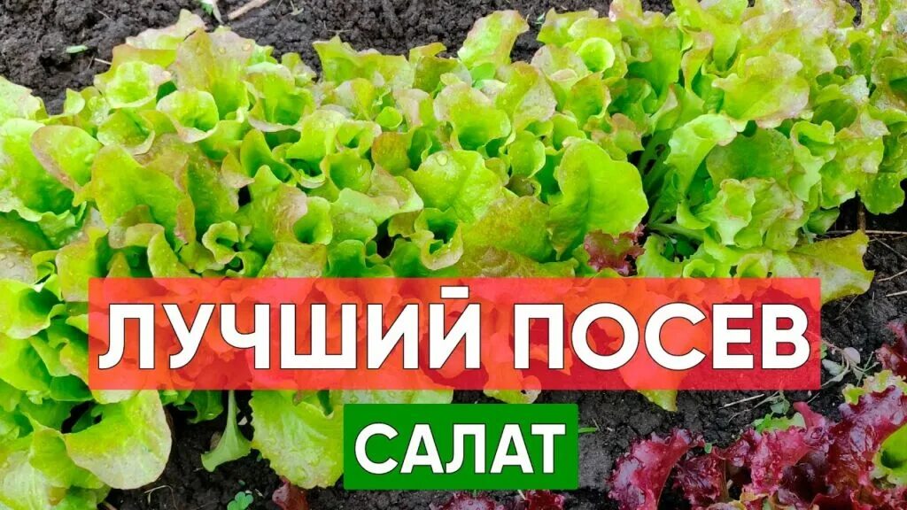 Посадка салата под зиму. Посев салата. виды салатов для посадки. салаты для посадки на даче названия с картинками. вкусные салаты для посадки в грунт.