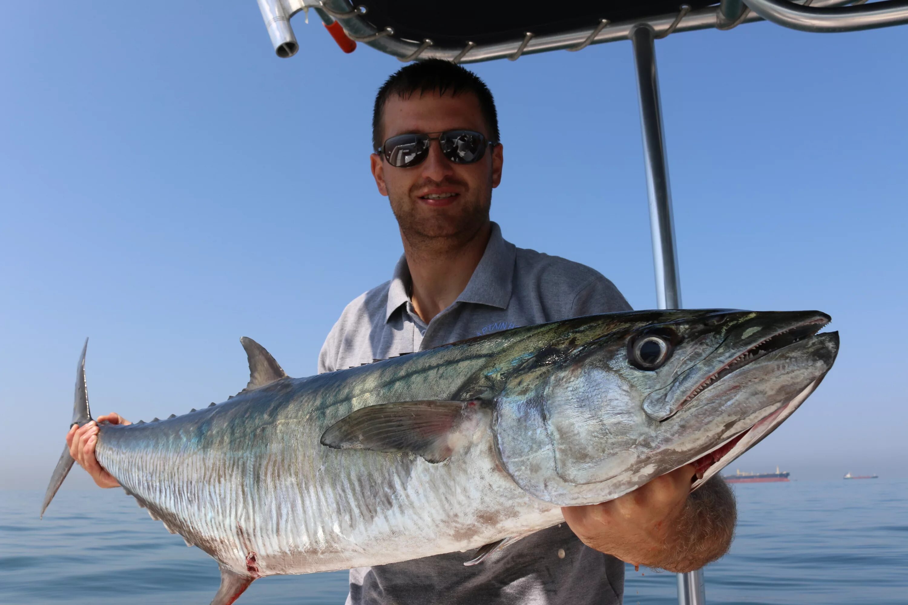 австралийская пятнистая макрель. королевская макрель (скумбрия). макрель это. макрель это. голубая макрель.