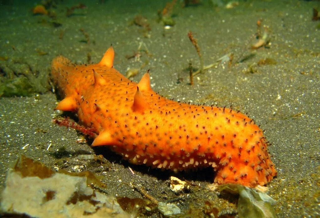Как выглядит голотурия. Голотурия трепанг. Голотурия трепанг. Голотурия обыкновенная. Кукумария и трепанг.