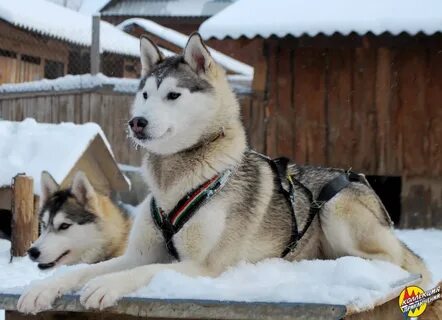 Хаски кострома