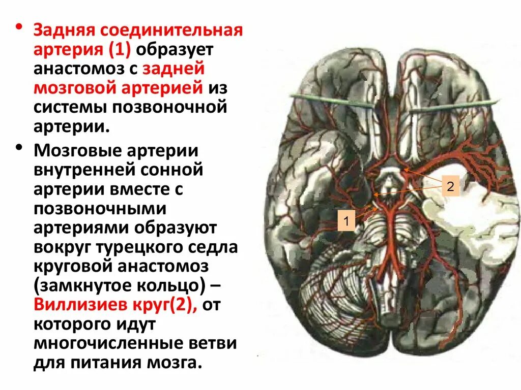 Задняя мозговая артерия. Задняя соединительная артерия мозга. Ветви задней соединительной артерии. Заднесозговая артерия.