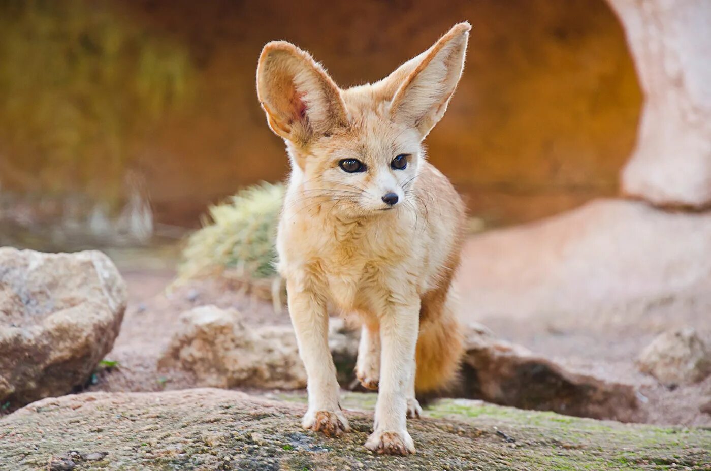 Fennec fox