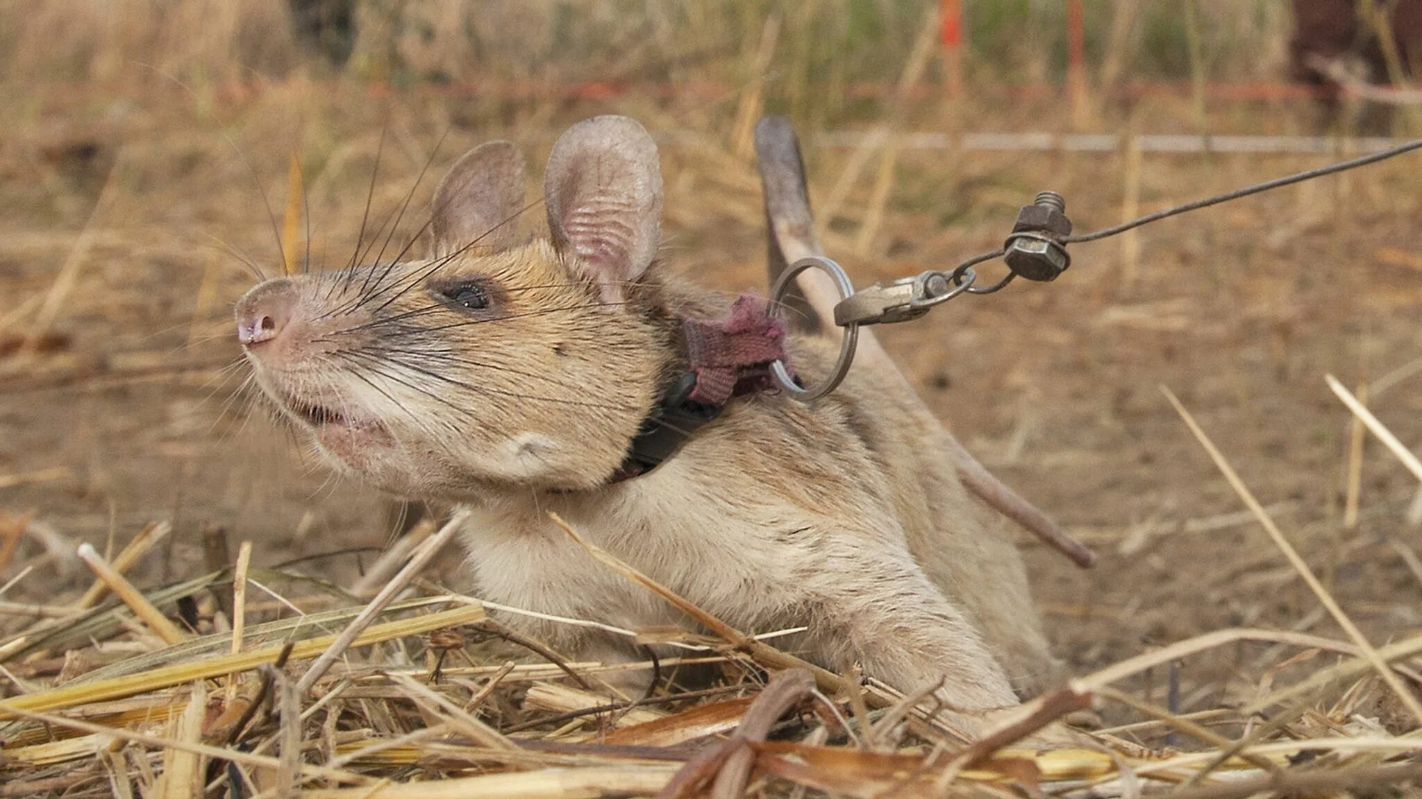 Cricetomys gambianus. Гигантская сумчатая крыса Африканская. Гамбийская сумчатая крыса. Африканская крыса МАГАВА. Африканская крыса Гамби.