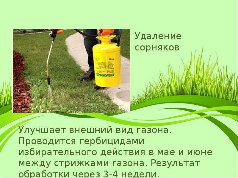 Обработка моркови керосином. Керосин от сорняков. борьба с сорняками на огороде народными средствами. керосин для моркови от сорняков. удаление сорняков.
