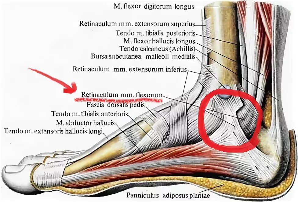 Болит пятка сбоку с внутренней стороны. Связки стопы внутренней стороны. Строение стопы человека связки и сухожилия. Сухожилие на стопе с внутренней стороны. Боли пятка сбоку с внутренней