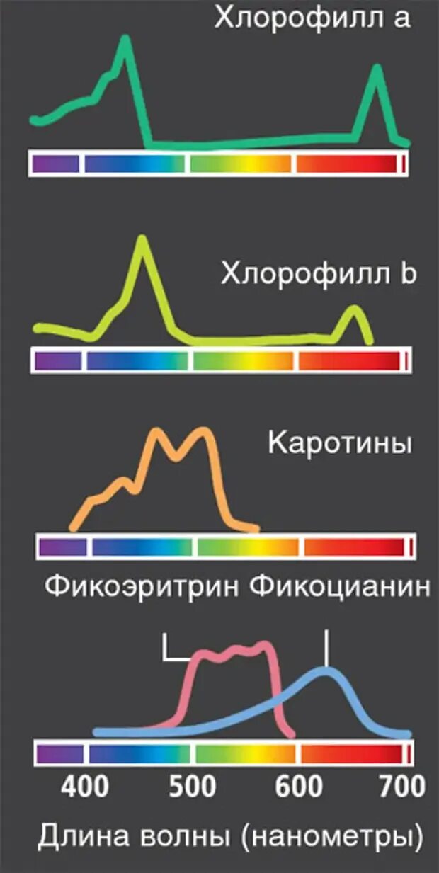 Какой спектр поглощает хлорофилл. Спектр поглощения растительных пигментов. поглощение света пигментами. спектры поглощения света пигментами. спектр поглощения света растениями.