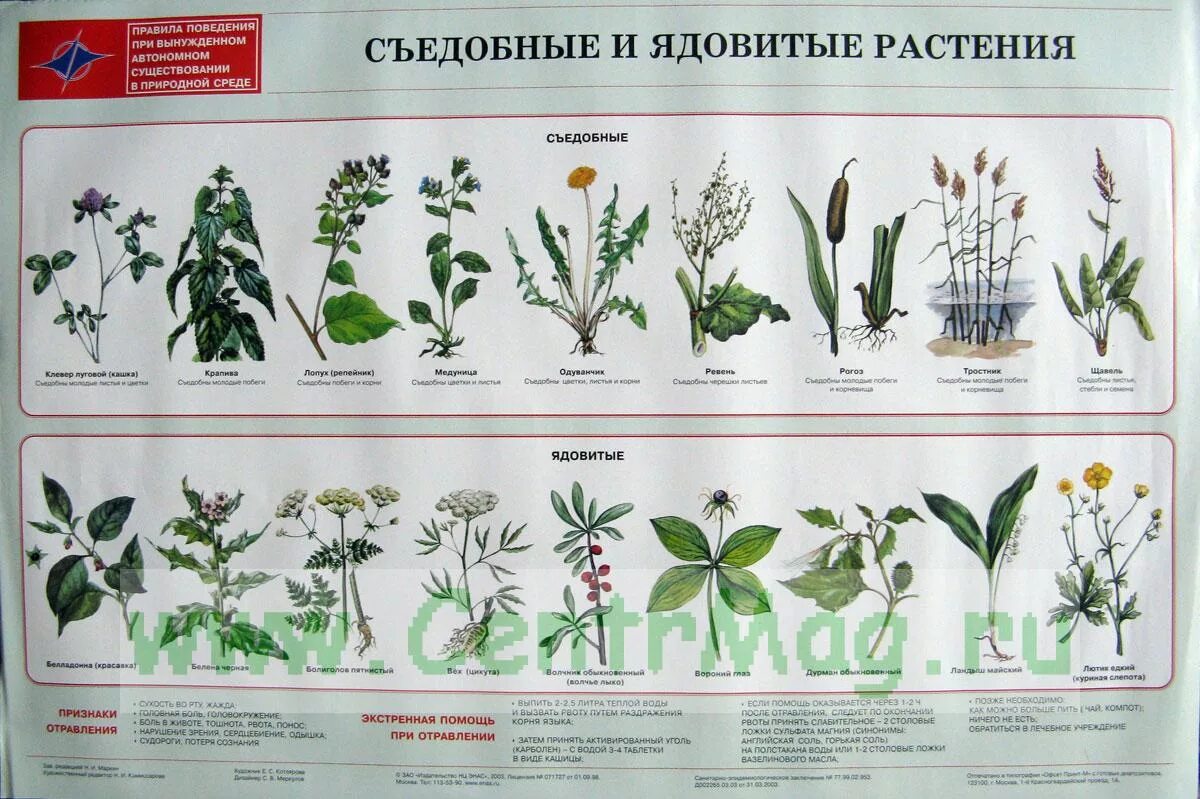 Пищевые дикорастущие растения. Съедобные растения кавказа. Дикорастущие съедобные растения книга. Травы съедобные названия. Лесные ягоды названия съедобные и несъедобные.