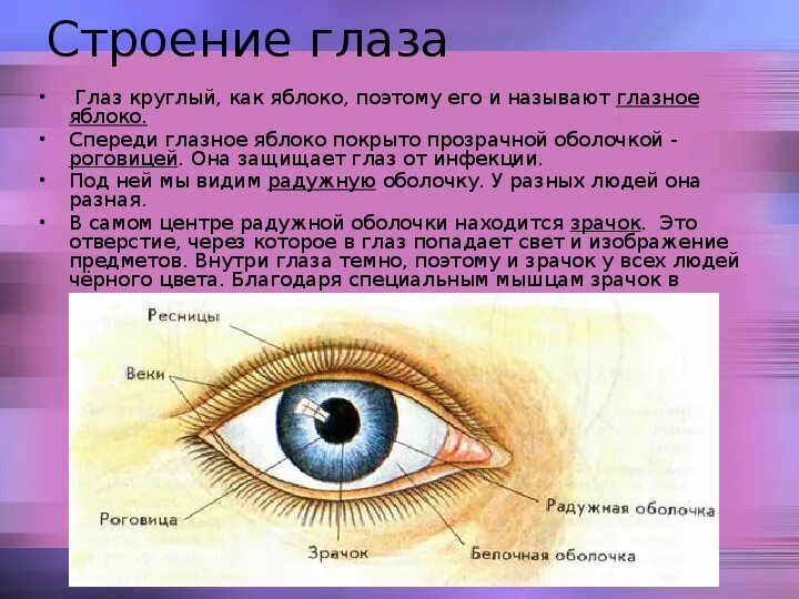 Функции радужной оболочки глаза. Строение глаза зрачок, Радужная оболочка-. Строение глаза зрачок радужка. Строение Радужки глаза человека. Радужка зрачок строение.