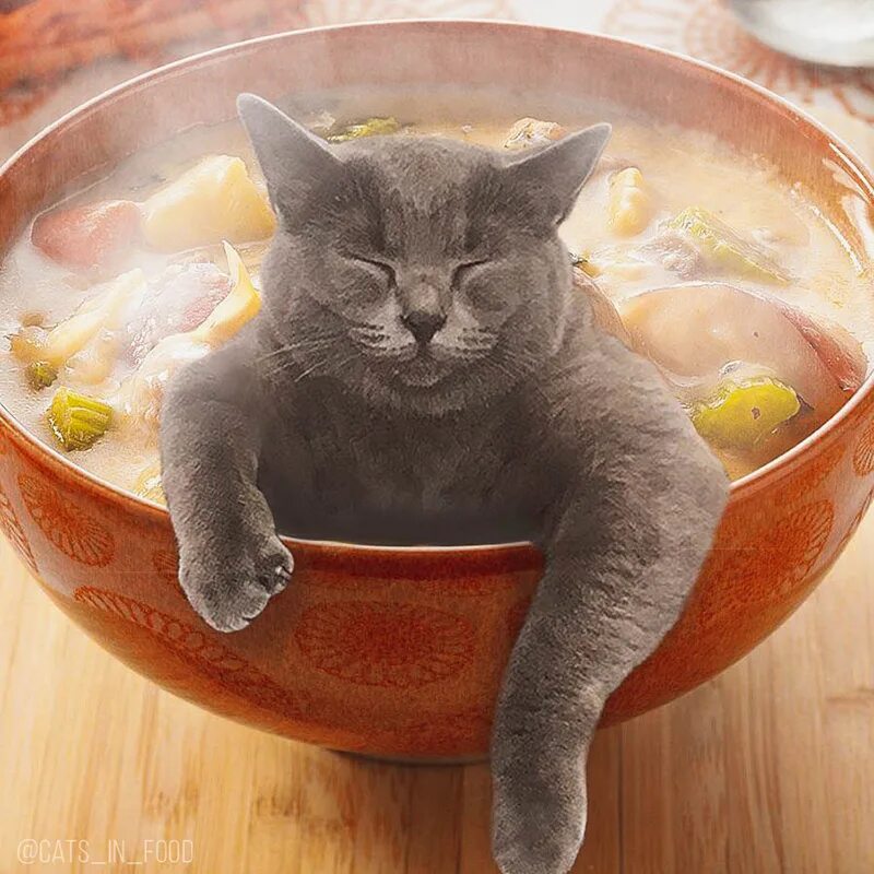 Вкусно ели. Котик с едой. Еда для кошек. Суп с котом. Котейка с едой.