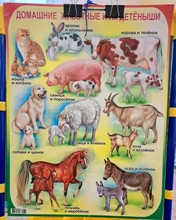 Покажи какие есть домашние животные