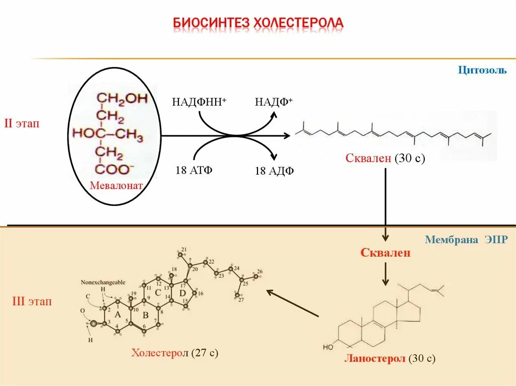 Ферменты холестерина. Синтез холестерина схема. Синтез эндогенного холестерола. Стадии синтеза холестерола. Общая схема синтеза холестерина.