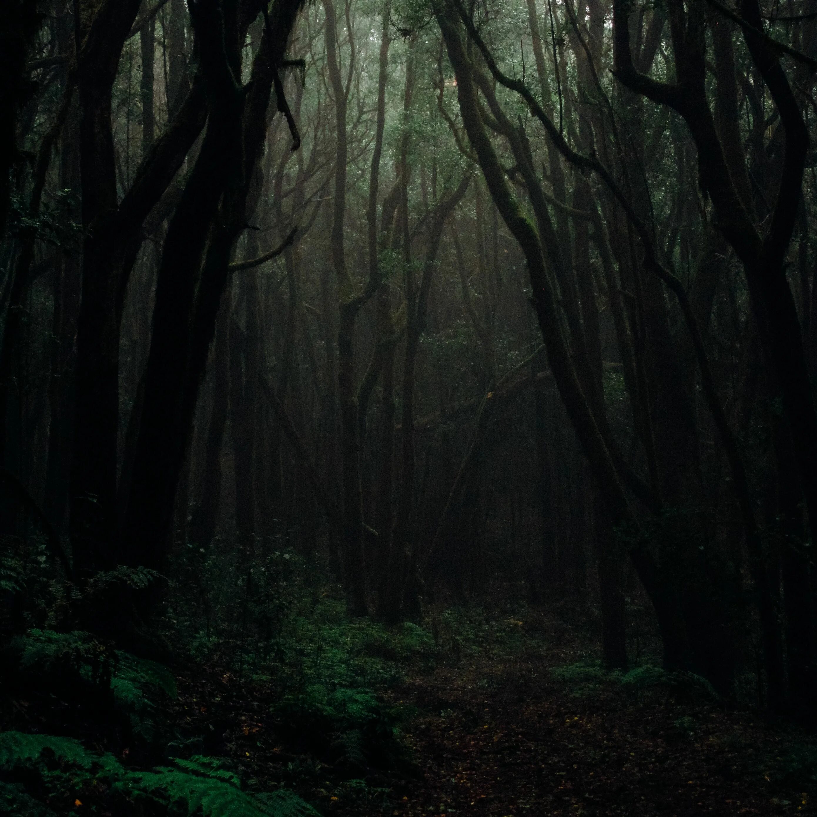 Темная чаща леса. Темный лес the Woods 2005. Густой темный лес. Страшный лес картинки.
