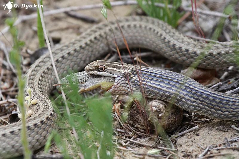 Змея стрела. Стрела-змея (Psammophis lineolatus). Змея стрела Кавказская. Змея стрелка в Казахстане. Земноводные степи.