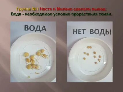 Опыт с горохом