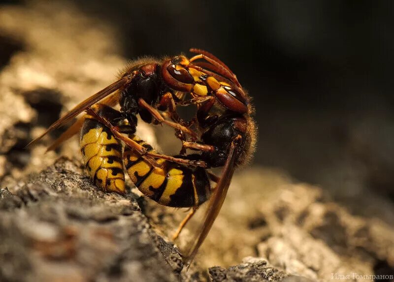 Шершень сибирский. Шершень. Шершень vespa velutina. Гигантский азиатский шершень. Шершни 2 сехон.