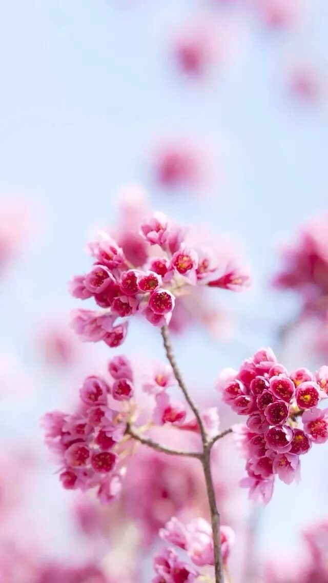 Цветы на телефон айфон. Розовые цветы. Цветочный фон. Нежный цветок. Цветы вертикальные.