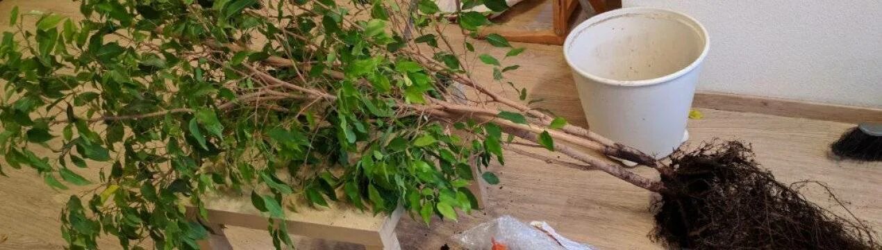 Как пересадить бенджамин фикус пошагово. Корни фикуса бенджамина. горшок для фикуса бенджамина. корневая фикуса бенджамина. фикус бенджамина пересадка.