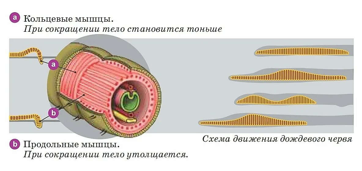 Кольцевой слой. Мышечная система дождевого червя. Строение кольчатых червей мышцы. Кольцевые и продольные мышцы у дождевого червя. Продольные мышечные волокна у червей.