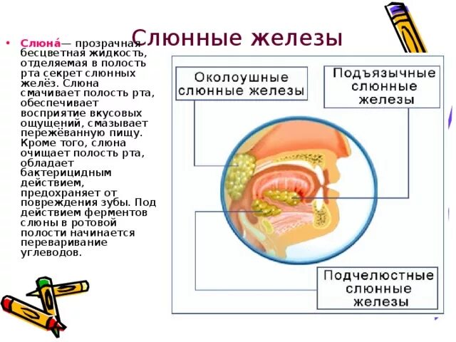 Здесь пища смачивается слюной которая выделяется. Пищеварение 8 класс биология. Слюнные железы таблица. Функции слюнных желез в пищеварительной системе. Слюнные железы перевариваемые компоненты пищи.