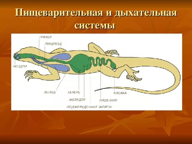 Внутренние органы рептилий. Дыхательная система пресмыкающихся схема. Схема строения дыхательной системы пресмыкающихся. Пищеварительная система пресмыкающихся рептилий. Пищеварительная система пресмыкающихся схема.