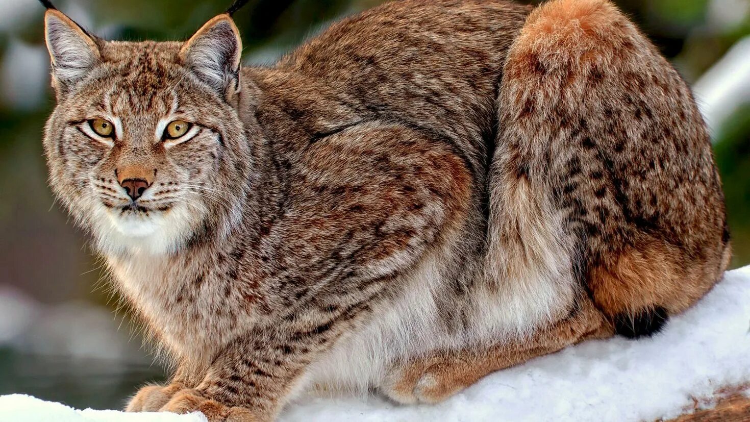 Курильская рысь. Каких животных есть рысь. Рысь европейская обыкновенная. Рыси в чехии. Каких животных есть рысь.