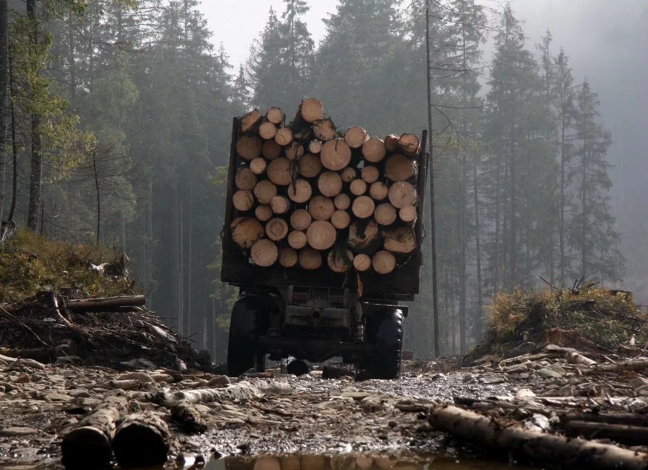 Вырубка утилизация. Вырубка лесов. незаконная вырубка леса. рубка леса. вырубка древесины.