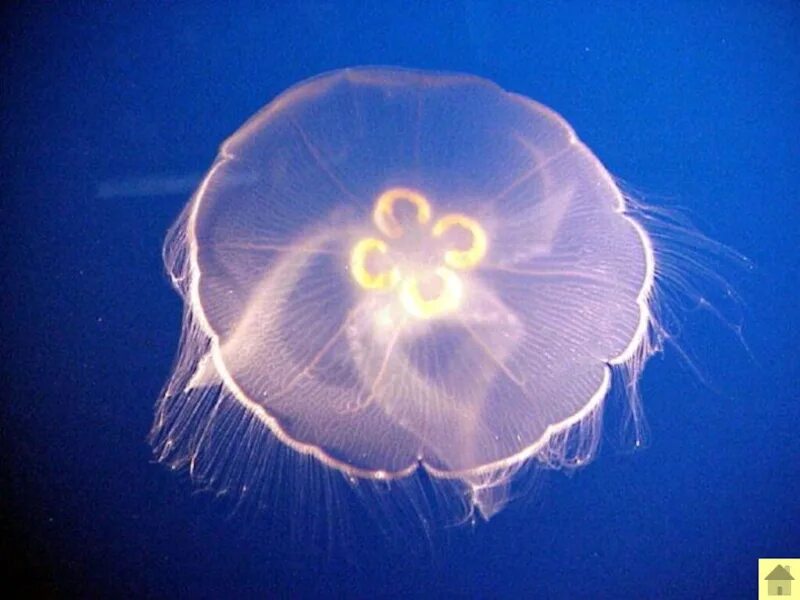 Кишечнополостные медузы. Медузы кораллы актинии. Кишечнополостные животные медузы. Сцифоидные медузы актиния. Медуза какая симметрия тела