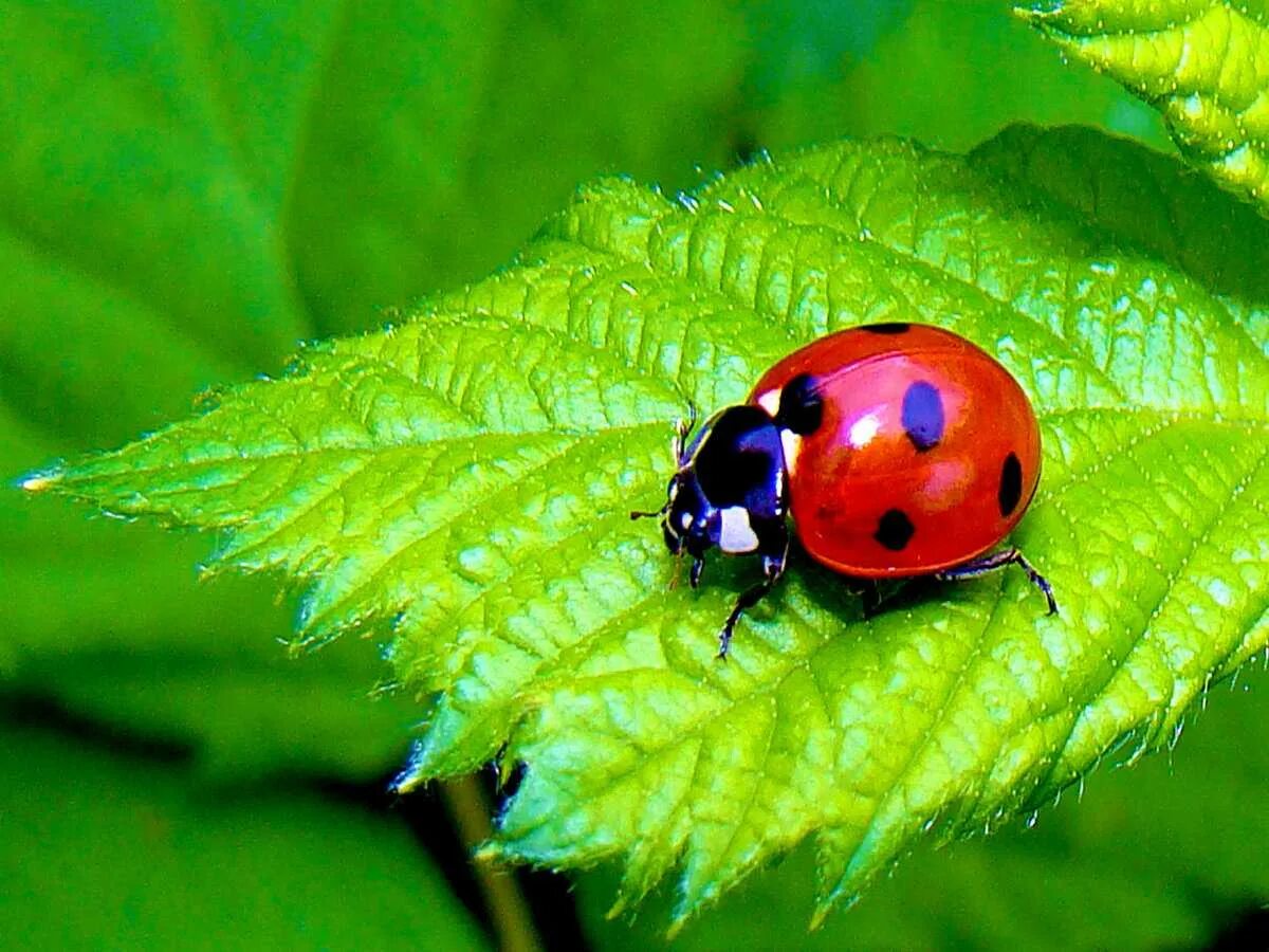 Д и божья коровка. Божьи коровки (Coccinellidae). Жук Божья коровка. Люцерновая Божья коровка. Семиточечная Божья коровка.