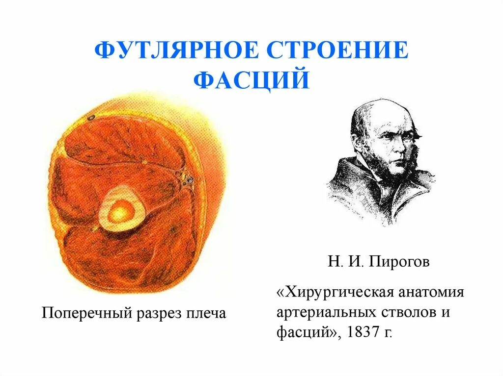 Законы пирогова. "Хирургическая анатомия артериальных стволов и фасций". Пирогова. Хирургическая анатомия артериальных стволов и фасций 1837. Футлярное строение фасций. Законы н.и. Пирогова.