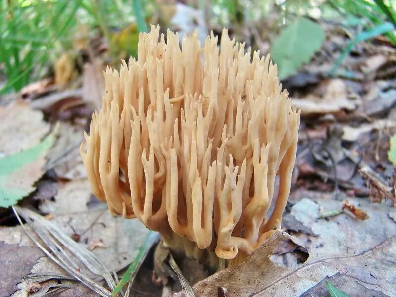 Гриб рогатик съедобный. Гриб рогатик пестиковый. Гриб рогатик съедобный. Гриб рогатик рамария. Гриб рогатик съедобный.