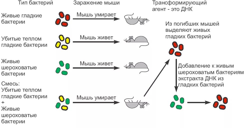 Трансформация опыт. Опыты эвери и гриффитса. Опыт ф гриффитса по трансформации in vivo. Опыты гриффита по изучению трансформации бактерий. Трансформация опыт.