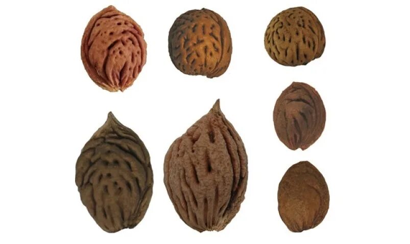Pin on Healthy Food