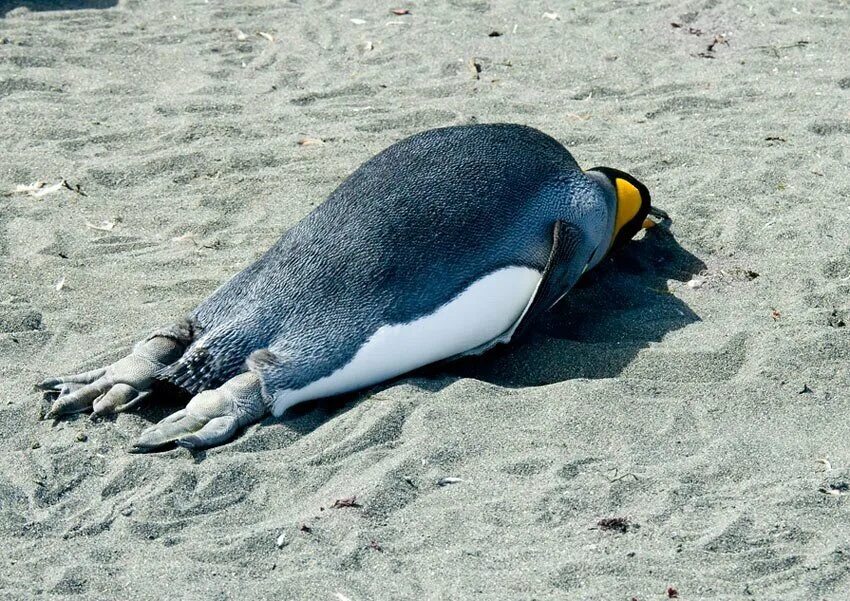 Пингвин со спины. Пингвин со спины. Пингвин луана. Грудь пингвина. Пингвины.