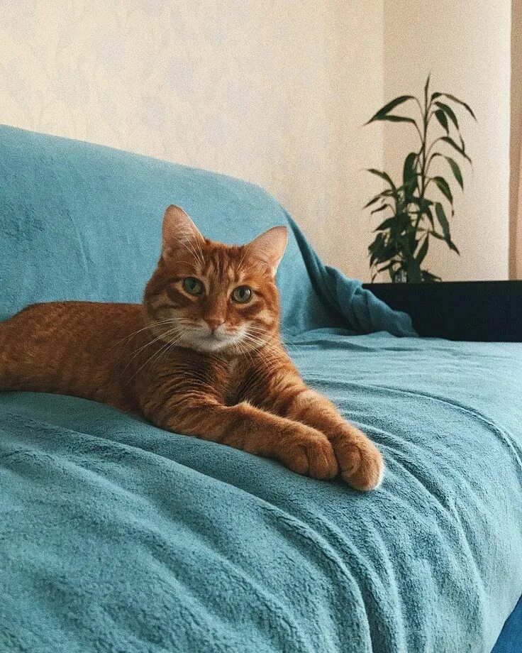 Кот брайана мапса. Тигра брайан мапс. тигра кот брайана. тигра кот брайна мапса. тигра брайана мопса.