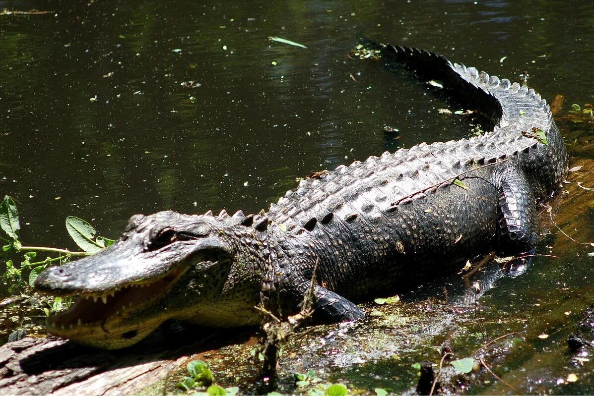 миссисипский аллигатор крокодилы и ко. миссисипский аллигатор. миссисипский аллигатор. ареал гребнистого крокодила. крокодил квинкана.