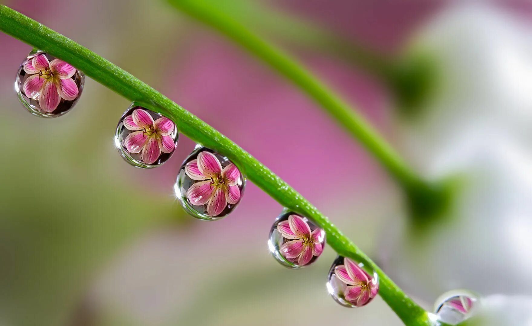 Микро капля. Японский фотограф Miki Asai.. Цветы Макросъемка. Макросъемка природа. Цветы в росе.