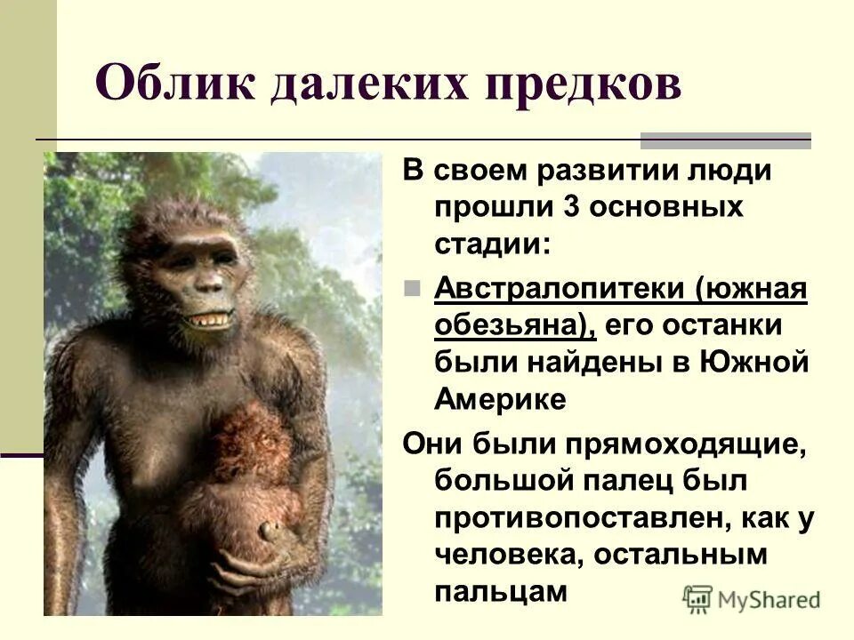 древнейшие люди. рассказ о древнем человеке. древнешие людиописанре. австралопитек это определение. древние люди собирательство.