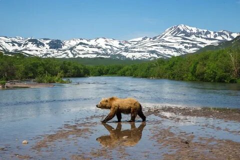 Описание фотографии камчатский бурый медведь