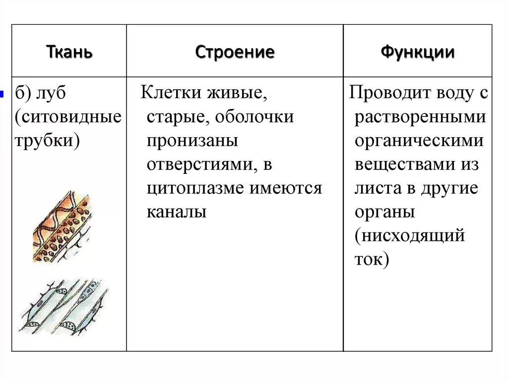 Проводящие строение и функции. Луб особенности строения клеток функции. Луб функции биология. Луб функции биология 6 класс. Луб ткань строение и функции.