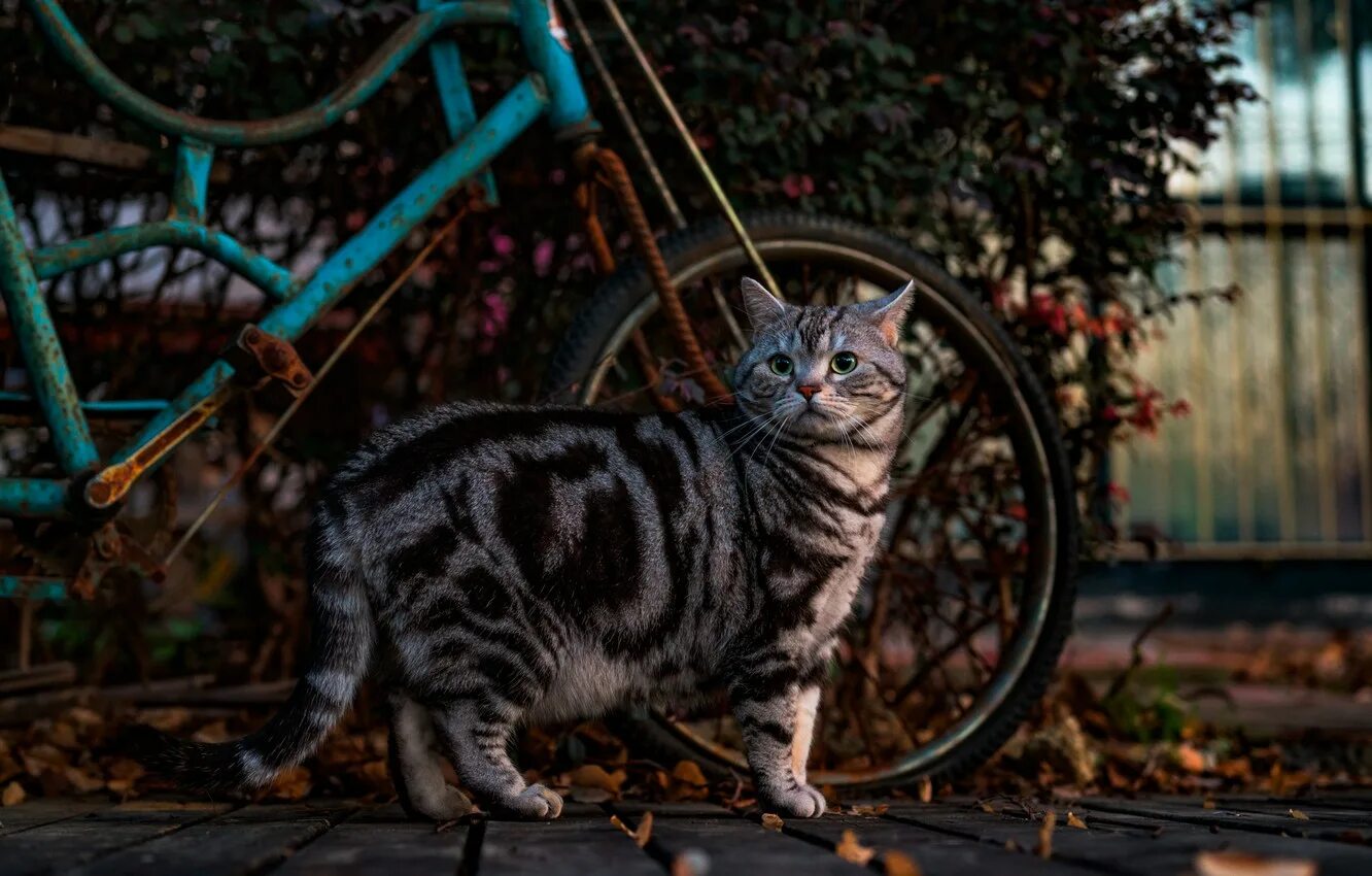 Cat bike. Кошка на велосипеде. Кровавый велосипед кошки. Кошачьи байки Melior princeps. Кошка на велосипеде фото.